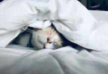 Dormi șase ore pe noapte? Creierul tău funcționează ca după două nopți albe