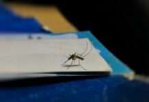 Dengue în Europa nu mai e o boală de vacanță. Țânțarul-tigru a ajuns să rămână