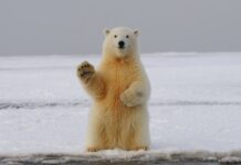 Știai că blana ursului polar bate cel mai bun echipament de schi anti-gheață din lume?