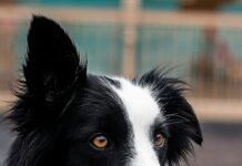 Câinii înțeleg 165 de cuvinte — un Border Collie numit Chaser a învățat 1.022