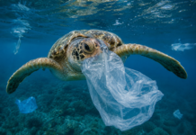 Poluarea cu plastic nu lovește oceanele la fel: harta riscurilor ascunse pentru animalele marine