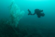 Coral negru de 400 de ani: „copacul” submarin descoperit în Noua Zeelandă