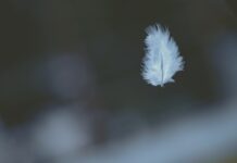 Știai că cel mai silențios loc de pe Pământ îți poate provoca halucinații – în mai puțin de o oră?