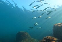 Marea Neagră, marea ignorată: cum România vorbește despre protecția oceanelor, dar nu își apără propria apă