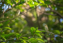 Pasăre nouă în Japonia: ADN-ul și cântecul au dezvăluit o specie ascunsă la vedere