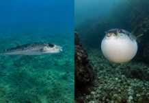 Știai că peștele iepure din Grecia, Lagocephalus sceleratus, nu este un monstru marin, ci o specie invazivă pe care știința o tratează cu prudență?