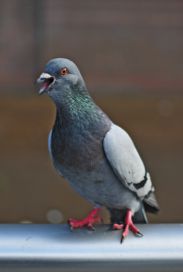 Porumbel