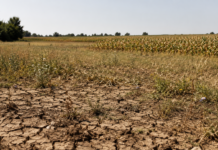 Deficit de precipitații: noul semnal de alarmă pentru biodiversitate și agricultură