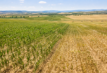 Umiditatea solului în România: indicatorul agrometeo care arată unde agricultura intră în risc