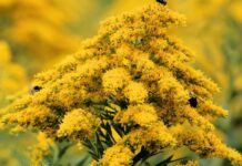 Specii invazive: plantele care „încalcă regulile” și cresc mai bine acolo unde nu aparțin