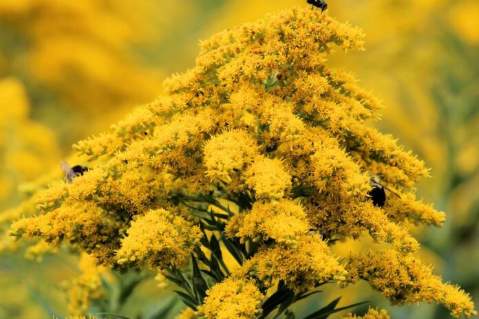 Solidago canadensis sânziană canadiană