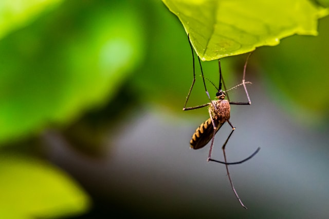 Țânțar - Foto Syed Ali Unsplash