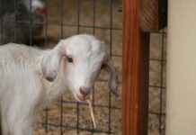 Noua strategie UE pentru creșterea animalelor promite bunăstare mai mare. Organizațiile cer sfârșitul fermelor intensive