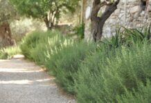 Arbuștii și stabilitatea ecosistemelor: stratul ignorat care poate ține pădurea departe de colaps