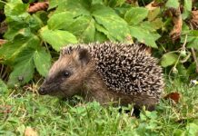 Grădina pentru biodiversitate: cum devine curtea un refugiu pentru arici, păsări și insecte în caniculă