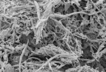 Bacteriile din casă: de ce locuința modernă nu este niciodată un spațiu steril
