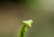 Călugărițele asiatice au ajuns și în România. Prădătorii uriași schimbă fauna din grădini