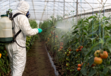 Cine a îngropat legea pesticidelor: Europa negociază, ficatul consumatorului filtrează Legea pesticidelor UE - Foto Stirea Verde