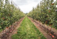 Livezile care aduc înapoi păsările: biodiversitatea devine valoare pe etichetă