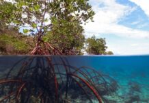 Mangrovele din Benin: pădurile de coastă pe care comunitățile le apără prin credință