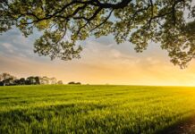 Biodiversitatea pajiștilor devine plasă de siguranță în timpul secetei