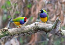 SUA slăbesc protecția speciilor amenințate. Distrugerea habitatului iese din definiția „vătămării”