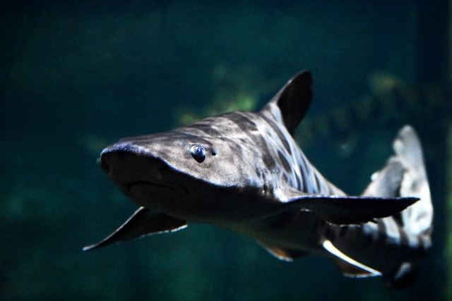 Rechin - Foto Moody Gardens Unsplash