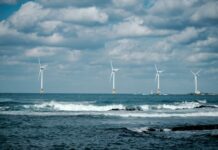 Turbina schimbă meniul mării: ce se întâmplă în rețeaua de hrană offshore