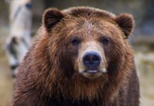 Tomberonul care atrage ursul: unde se termină vina animalului și unde începe mizeria omului