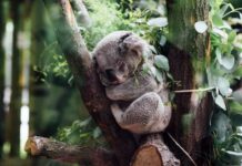 49.505 de specii sunt amenințate cu dispariția. Natura pierde chiar și acolo unde părea invincibilă