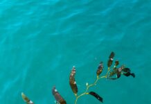 Algele Sargassum sufocă plajele Caraibelor. Combustibilul verde vine cu o problemă toxică Alge Sargassum combustibil verde cu riscuri toxice - Foto Caleb Kastein Unsplash