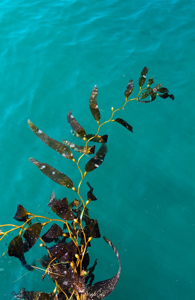 Alge Sargassum combustibil verde cu riscuri toxice - Foto Caleb Kastein Unsplash Alge Sargassum combustibil verde cu riscuri toxice - Foto Caleb Kastein Unsplash