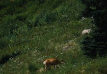 Căpușele, pădurea și sănătatea animalelor: biodiversitatea nu reduce automat riscul de infecție