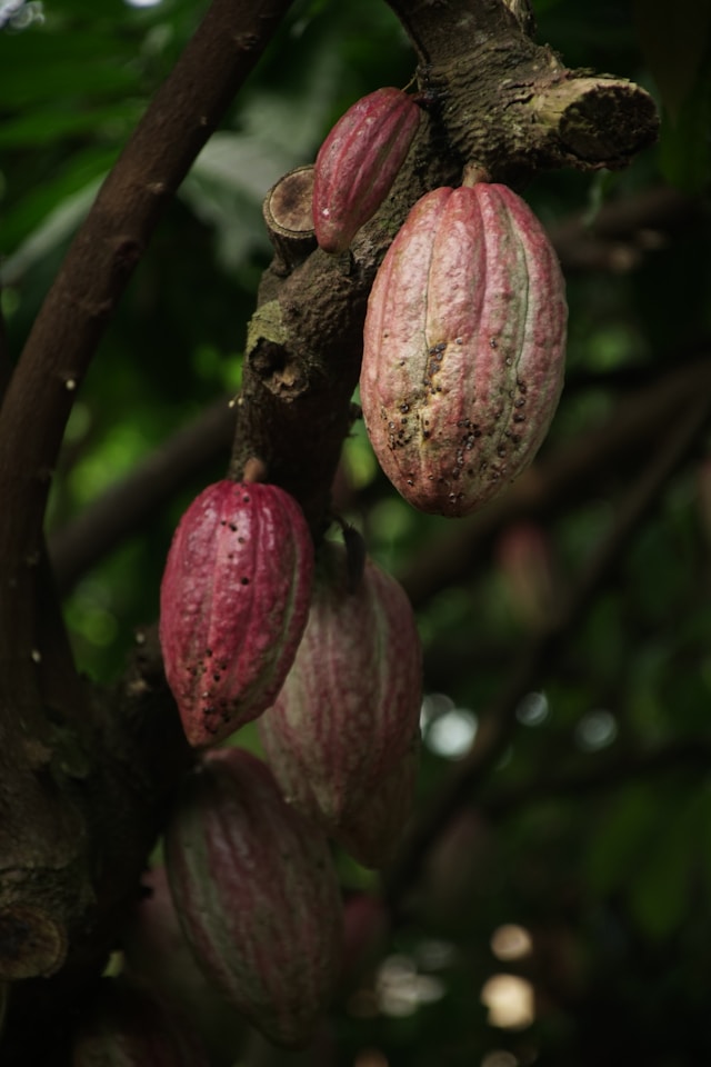 Arbore de cacao - Foto Ly Le Minh Unsplash