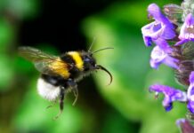 Microbiomul bondarilor poate păstra urmele stresului din mediu