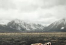 Cât costă să salvezi o specie de la dispariție: între 500.000 și un milion de dolari pentru cinci ani Broasca testoasa - Foto Luis Enrique Ibarra Unsplash