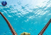 Știai că o caracatiță poate „gusta” o piatră cu brațul?