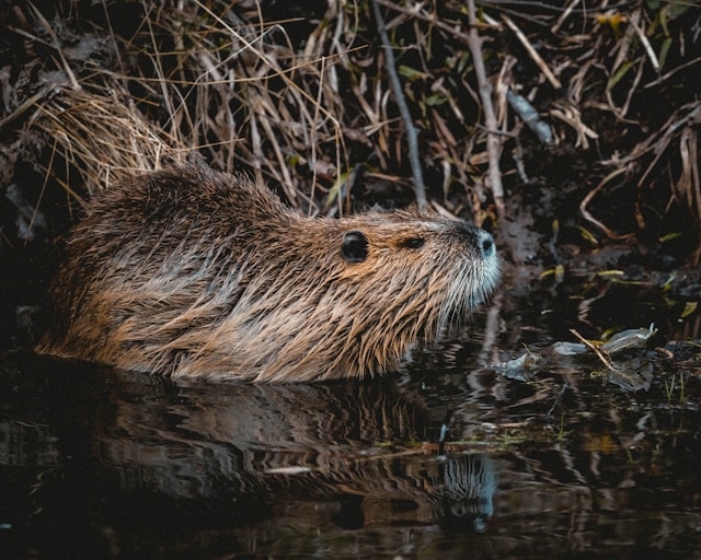 Castor - Foto Niklas Hamann Unsplash