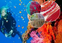 Trafic ilegal de coral roșu în Grecia: iahtul de lux transformat într-o mină submarină de 800.000 de euro