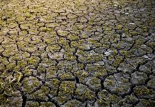 El Niño devine risc pentru companii: 478 de firme îl discută deja în documente și raportări El Nino seceta - Foto Nicolas Houdayer Unsplash