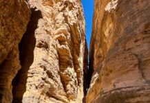 Algeria repară „zidul verde” după lecția monoculturii: ce copaci pot rezista unui climat tot mai fierbinte