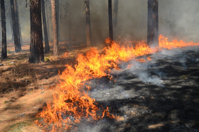 Incendiu de padure - Foto Emma Renly Unsplash