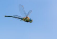 Libelula de 4,5 centimetri care traversează Oceanul Indian: cea mai mare migrație cunoscută la o insectă