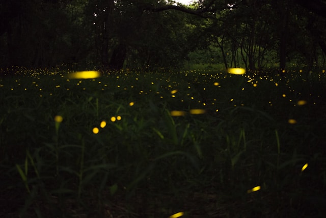 Licurici - Foto Tony Phan Unsplash