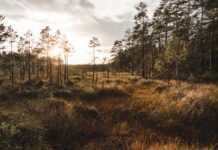 Seceta în păduri lasă o datorie ascunsă: arborii slăbiți pot muri peste ani Padure uscata - Foto Nicholas Selman Unsplash