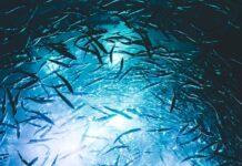 Flota de krill se înghesuie exact în „cămara” balenelor și pinguinilor. Regula care împărțea pescuitul a dispărut