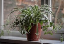 Planta parfumată de pe pervaz poate adăuga compuși în aer: experimentul făcut în 30 de locuințe Ghiveci de apartament