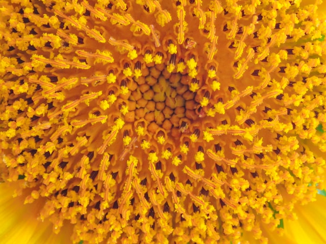 Polen - Foto Adrian Diaz-Sieckel Unsplash