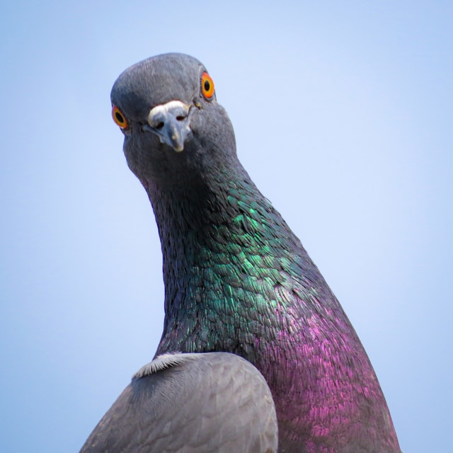 Porumbel - Foto Anand Ramavath Unsplash