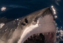 Protejăm oceanul pe hartă, dar ratăm rechinii: 79% dintre speciile amenințate au sub 1% din areal în zone fără pescuit Rechin - Foto We Love Shark Facebook